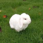 Lief wit hangoor konijntje, Dieren en Toebehoren, Konijnen, Mannelijk, Middelgroot, Hangoor, 3 tot 5 jaar