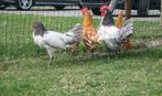 Jonge hanen, Dieren en Toebehoren, Pluimvee, Mannelijk, Kip