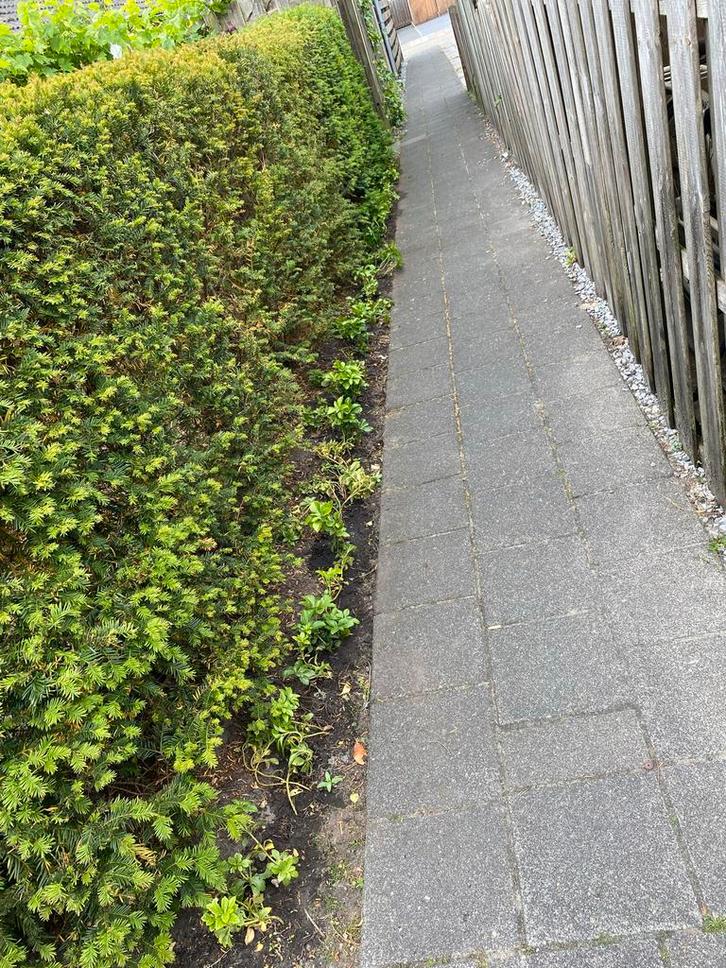 Tuinman, Tuin en Terras, Planten | Tuinplanten, Vaste plant, Bodembedekkers, Halfschaduw, Bloeit niet, Ophalen of Verzenden
