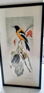 vogel ,aquarel,1900,Neumann, Antiek en Kunst, Ophalen of Verzenden