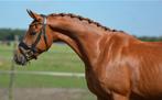 Brave 4 jarige merrie v. For Romance, Merrie, B, Dressuurpaard, 3 tot 6 jaar
