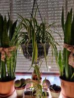 *** GROTE GRASLELIE PLANTEN ***, Overige soorten, In pot, Minder dan 100 cm, Groene kamerplant