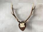 Groot hertengewei op plank - gewei edelhert 78 cm, Ophalen, Gebruikt, Hert, Gewei of Kop