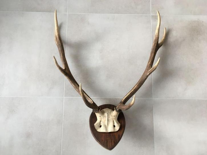 Groot hertengewei op plank - gewei edelhert 78 cm, Verzamelen, Dierenverzamelingen, Gebruikt, Gewei of Kop, Hert, Ophalen