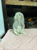 Franse hangoor konijntjes, Dieren en Toebehoren, Konijnen, Meerdere dieren, Groot, Hangoor, 0 tot 2 jaar