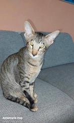 Oosterse Korthaar kater Dekkater (niet te koop), Kater