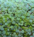 Drijfplanten Aquarium (Salvinia Minima en kroos), Ophalen of Verzenden, Zo goed als nieuw, Plant(en), Steen of Hout