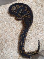 Python regius koningspython, Dieren en Toebehoren, Reptielen en Amfibieën, Slang, 0 tot 2 jaar