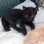 Rode en zwarte katertjes,Kittens!, Dieren en Toebehoren, Katten en Kittens | Overige Katten, Kater