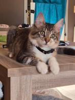 Ik zoek enkele kittens, Ophalen of Verzenden