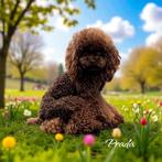 Dekreu | 26cm | toy poedel | toypoedel | volledig getest |, Dieren en Toebehoren, Honden | Dekreuen, Particulier, Rabiës (hondsdolheid)