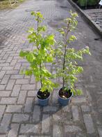 Beukenhaag bladhoudend 80 cm, Tuin en Terras, Planten | Struiken en Hagen, Ophalen, Beukenhaag, 100 tot 250 cm