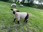 Hampshire Down ram, Dieren en Toebehoren, Schapen, Geiten en Varkens, Mannelijk, Schaap