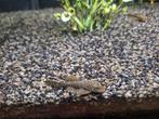 Ancistrus algeneter, Vis