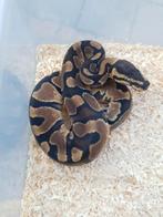 1.1 python regius koningspython, Dieren en Toebehoren, Slang, 0 tot 2 jaar