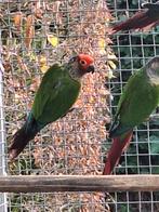 Pyhrura roseifrons, Dieren en Toebehoren, Vogels | Parkieten en Papegaaien, Vrouwelijk, Parkiet
