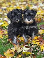 Dwergschnauzer pups, Dieren en Toebehoren, 15 weken tot 1 jaar, Overige rassen, Teef, Meerdere
