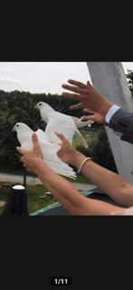 Bruidsduiven, witte duiven, opstduiven, Dieren en Toebehoren, Vogels | Duiven, Meerdere dieren, Postduif
