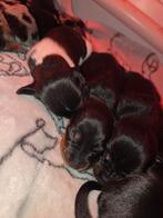 Teckel Daschund x Jack russel gladhaard pups  puppy, Dieren en Toebehoren, CDV (hondenziekte), 8 tot 15 weken, Korthaar, Dwerg