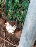 2x Serama kuikens, Geslacht onbekend, Kip