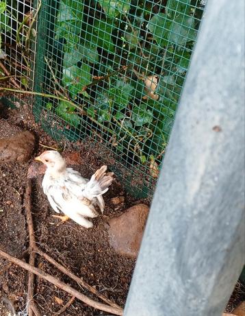 2x Serama kuikens  beschikbaar voor biedingen