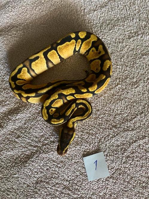 Konings python’s  Nakweek 2025, Dieren en Toebehoren, Reptielen en Amfibieën, Slang