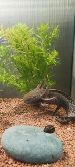Axolotl / andersoni salamander, Dieren en Toebehoren, Vis