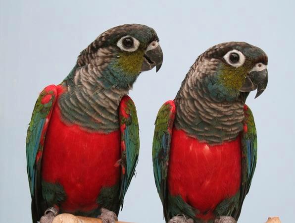 Pyrrhura Perlata, Dieren en Toebehoren, Vogels | Parkieten en Papegaaien, Parkiet, Meerdere dieren, Geringd