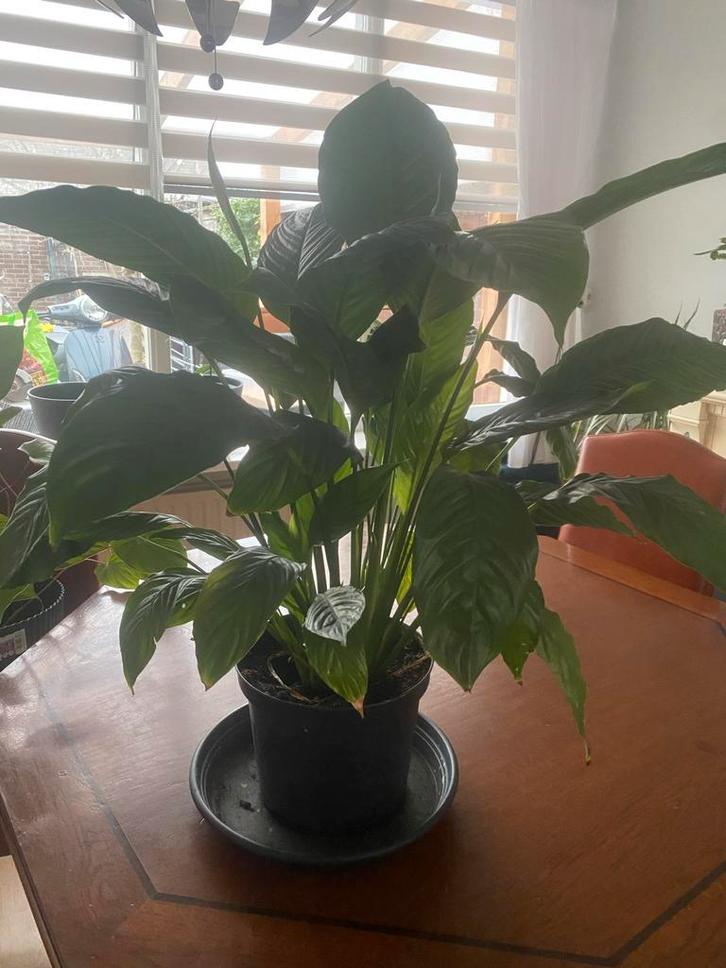 Mooie grote Vredeslelie (Spathiphyllum) in pot, Huis en Inrichting, Kamerplanten, Overige soorten, 100 tot 150 cm, Bloeiende kamerplant