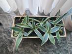 Te koop: diverse jonge Agaveplanten 2 kleurig 2 v €5,50, Ophalen, Halfschaduw, Minder dan 100 cm