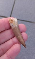 Fossiele Plesiosaurus tand uit Marokko dinosaurus, Verzamelen, Ophalen of Verzenden, Fossiel