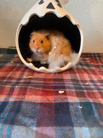 Syrische hamster/goudhamster, Dieren en Toebehoren, Hamster, Mannelijk, Juli, Tam