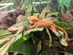Correlophus ciliatus Wimpergekko's, Hagedis, 0 tot 2 jaar