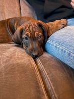 Rhodesian ridgeback pups (alleen nog teefjes), Rabiës (hondsdolheid), 8 tot 15 weken, Meerdere, Meerdere dieren