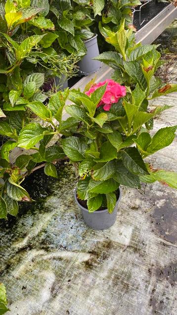 Boerenhortensia sibilla(roze) €5,50 per stuk !! beschikbaar voor biedingen