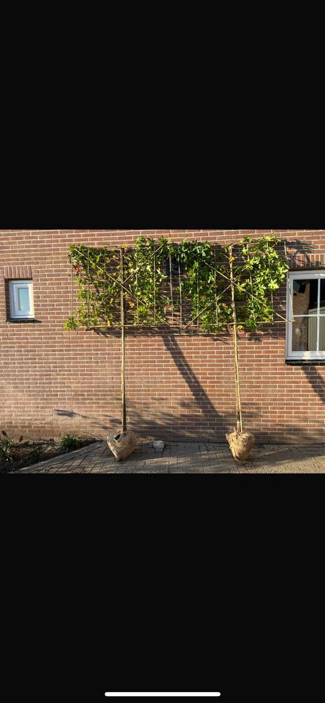 Leibeuk, Leilinde, groenblijvend, Leibomen AANPLANT SERVICE, Tuin en Terras, Planten | Bomen, Volle zon, Ophalen of Verzenden