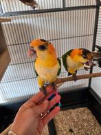 Jonge Roestkop Caique Man. Mag het nest verlaten., Dieren en Toebehoren, Mannelijk, Papegaai, Tam