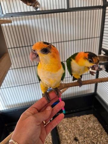 Jonge Roestkop Caique Man. Mag het nest verlaten. beschikbaar voor biedingen