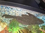 Pleco 20 cm !, Vis