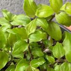 Tradescantia Fluminensis Aurea stekjes, Ophalen of Verzenden, Overige soorten, Halfschaduw, Minder dan 100 cm