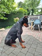 Dobermann dekreu, Eén hond, 3 tot 5 jaar, Nederland, Particulier