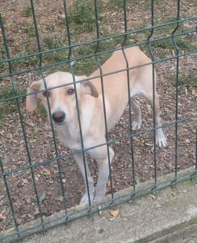 Nina zoekt baasje, Dieren en Toebehoren, Honden | Niet-rashonden, Middel, Teef, Particulier, Eén hond, Buitenland, 1 tot 2 jaar