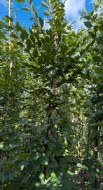 Carpinus betulus haagbeuk, Tuin en Terras, Planten | Bomen, Ophalen, Bloeit niet, Volle zon, Overige soorten