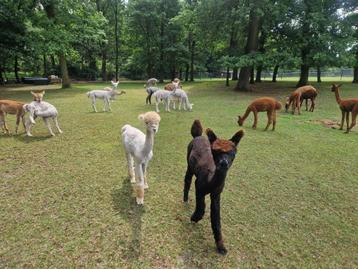 alpaca hengstjes beschikbaar voor biedingen