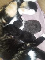 Kittens, Dieren en Toebehoren, Katten en Kittens | Overige Katten, Meerdere dieren, Kortharig, 0 tot 2 jaar