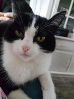 warme zachte Schapenwol /Vulwol voor in een Katten kussen, Ophalen of Verzenden, Nieuw, Wol