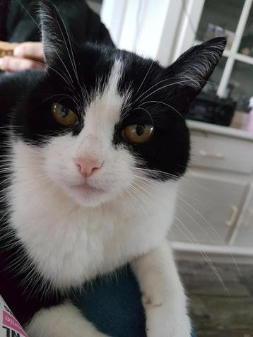 warme zachte Schapenwol /Vulwol voor in een Katten kussen   beschikbaar voor biedingen
