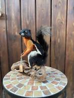 Opgezette prevosts eekhoorn / klapperrat - taxidermie, Verzamelen, Dierenverzamelingen, Ophalen of Verzenden, Zo goed als nieuw