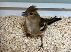 2x pop vink 2024, Dieren en Toebehoren, Vrouwelijk, Wildzangvogel, Geringd