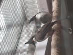 Buulbuuls man en pop.geringt a, Meerdere dieren, Parkiet